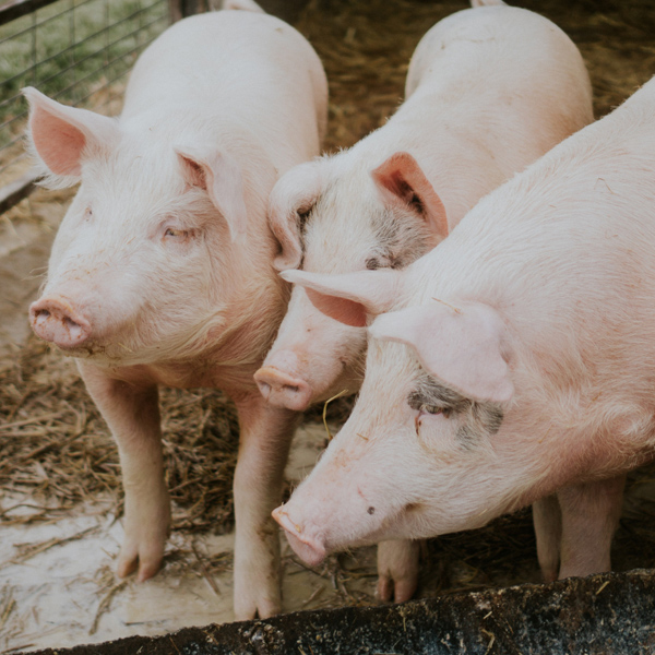 animal health suppliers Uganda